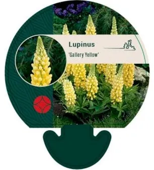 Lupin