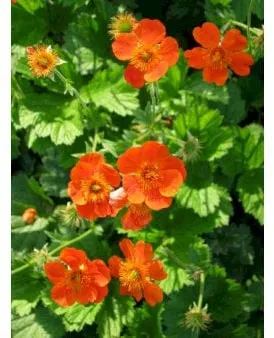 Humleblomster
