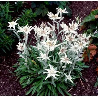 Edelweiss