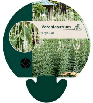 Virginsk Ärenpris