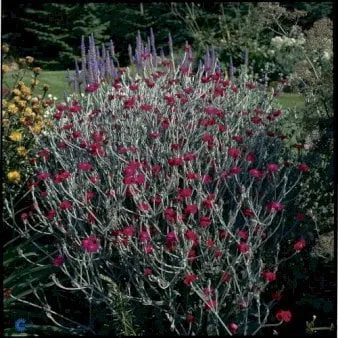 Tjärblomster