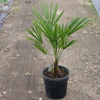 Chusanpalm